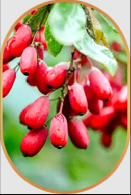 Berberine